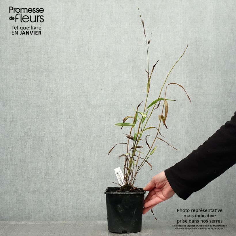 Chasmanthium latifolium River Mist Vaso da 2L/3L esemplare consegnato in inverno