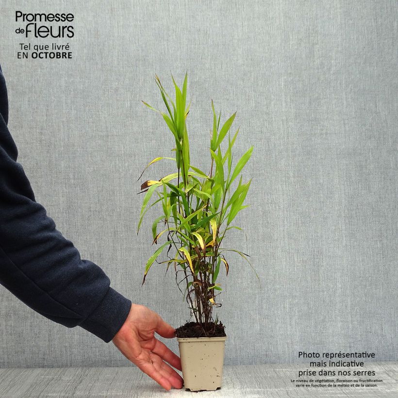Esemplare di Chasmanthium latifolium Vasetto da 8/9 cm come consegnato in autunno