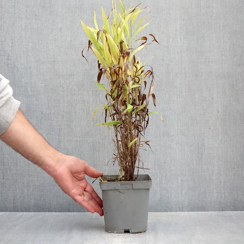 Esemplare di Chasmanthium latifolium Vaso da 2L/3L come consegnato in autunno