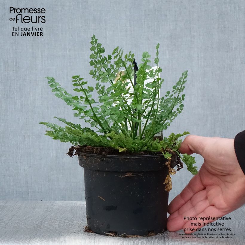Bunium bulbocastanum - Bulbocastano comune Vaso da 1,5L/2L esemplare consegnato in inverno