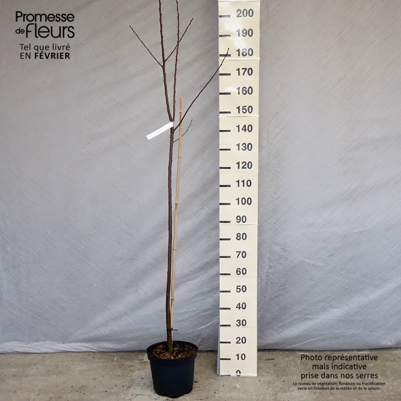 Castagno Marigoule Vaso da 7,5L/10L, Astone alto esemplare consegnato in inverno