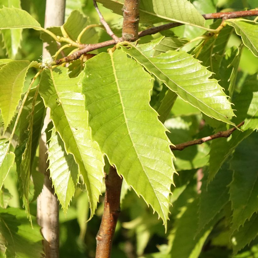 Castagno Marigoule (Fogliame)