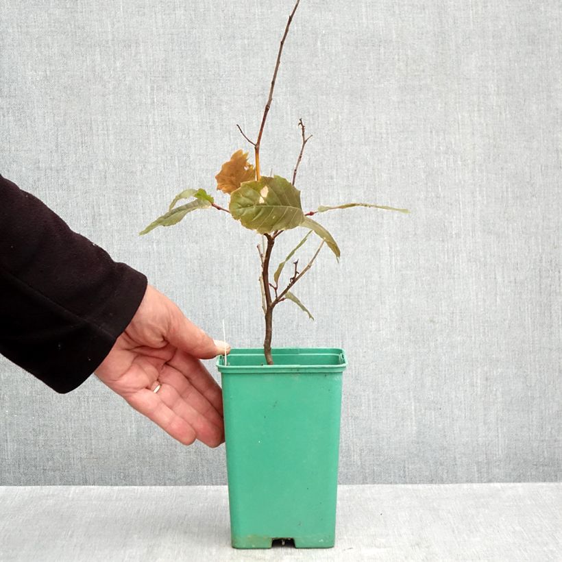 Esemplare di Castagno Marsol Vaso da Ø 10 cm/11 cm come consegnato in autunno