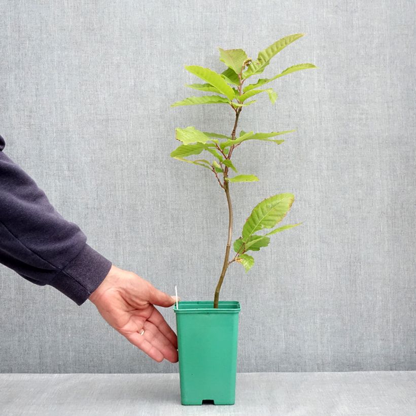 Castagno Marsol Vaso da Ø 10 cm/11 cm esemplare consegnato in primavera