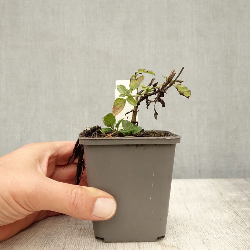 Esemplare di Nepeta nuda Anne's Choice Vasetto da 8/9 cm come consegnato in autunno