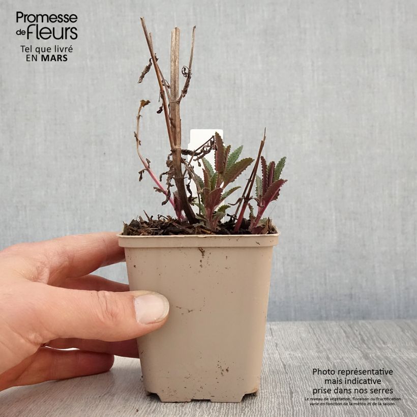 Nepeta nuda Anne's Choice Vasetto da 8/9 cm esemplare consegnato in primavera