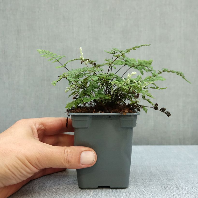 Esemplare di Cheilanthes lanosa Cimbra - Felce Vasetto da 8/9 cm come consegnato in autunno