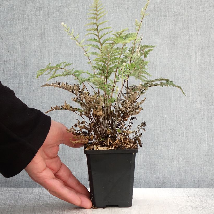 Cheilanthes lanosa Cimbra - Felce Vasetto da 8/9 cm esemplare consegnato in primavera