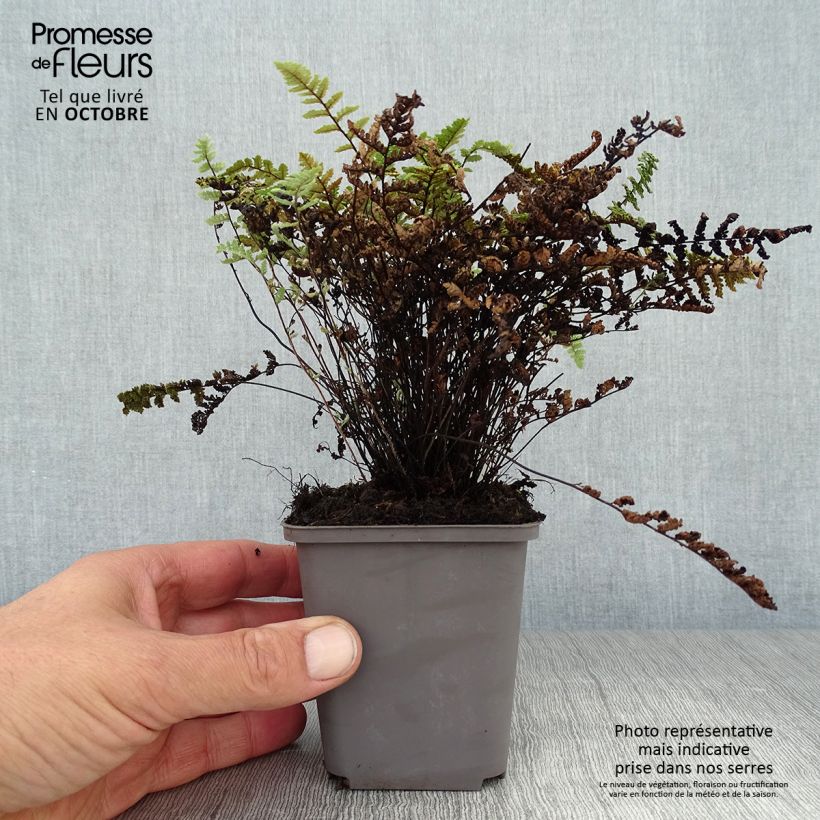 Esemplare di Cheilanthes lanosa - Felce Vasetto da 8/9 cm come consegnato in autunno