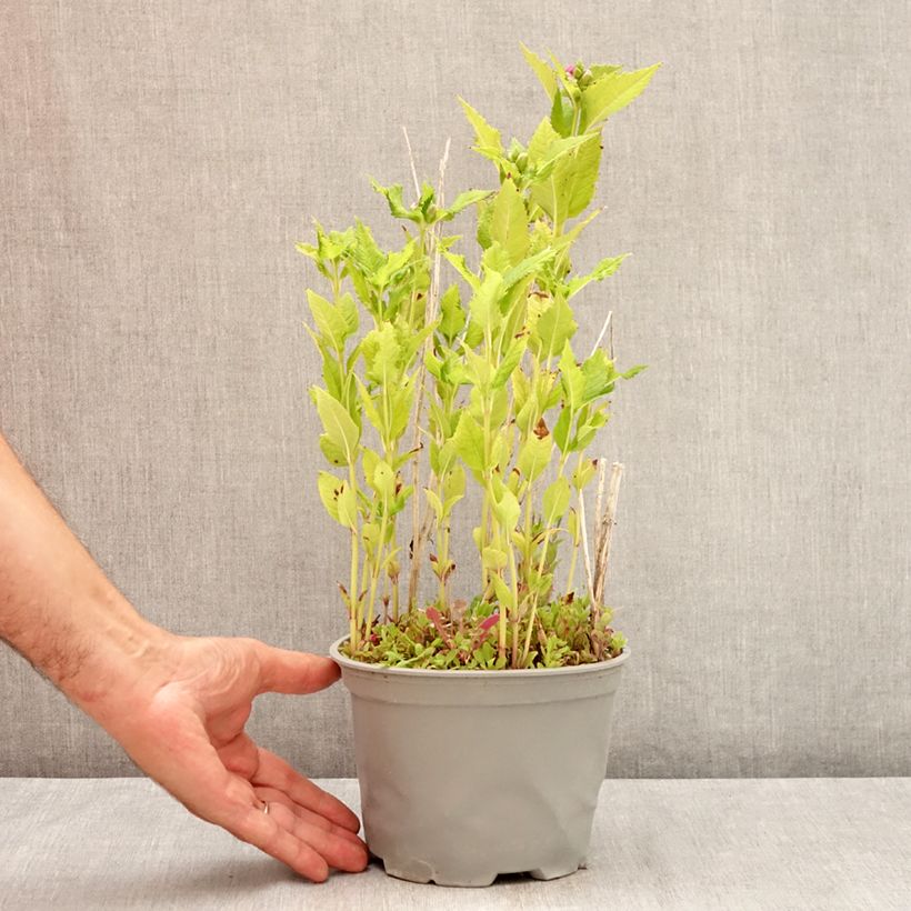 Esemplare di Chelone obliqua - Testa di tartaruga Vaso da 2L/3L consegnato in estate