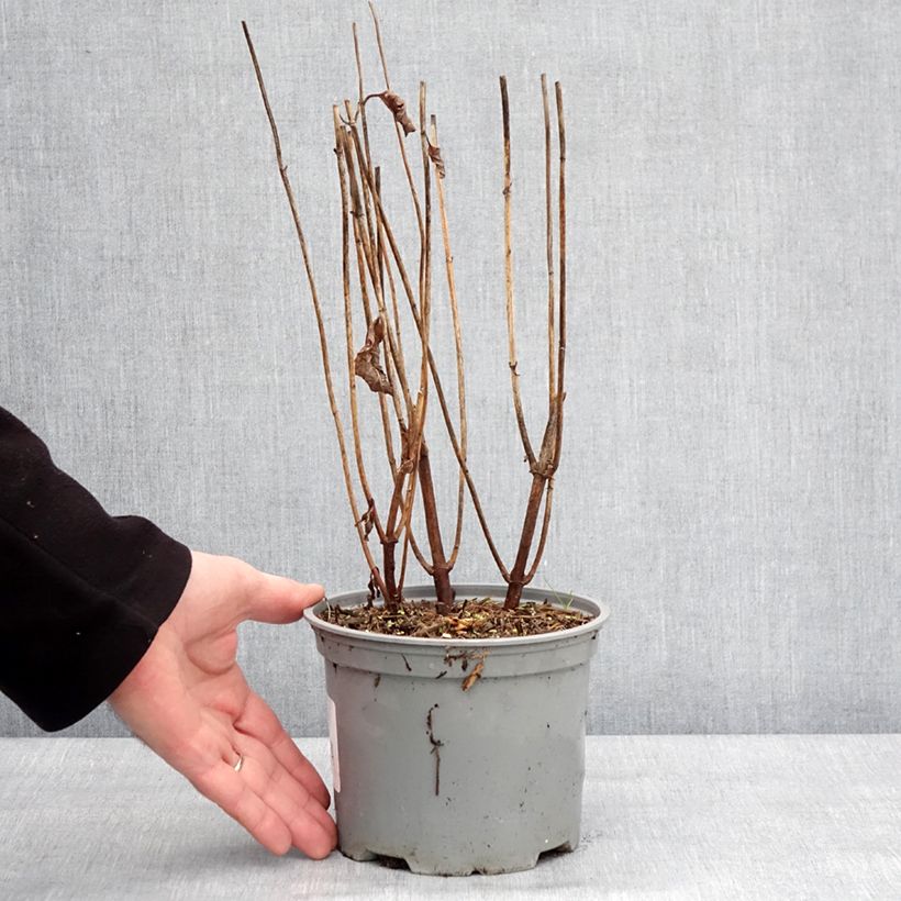 Chelone obliqua - Testa di tartaruga Vaso da 2L/3L esemplare consegnato in inverno