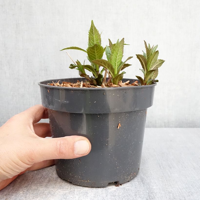 Chelone obliqua - Testa di tartaruga Vaso da 2L/3L esemplare consegnato in primavera