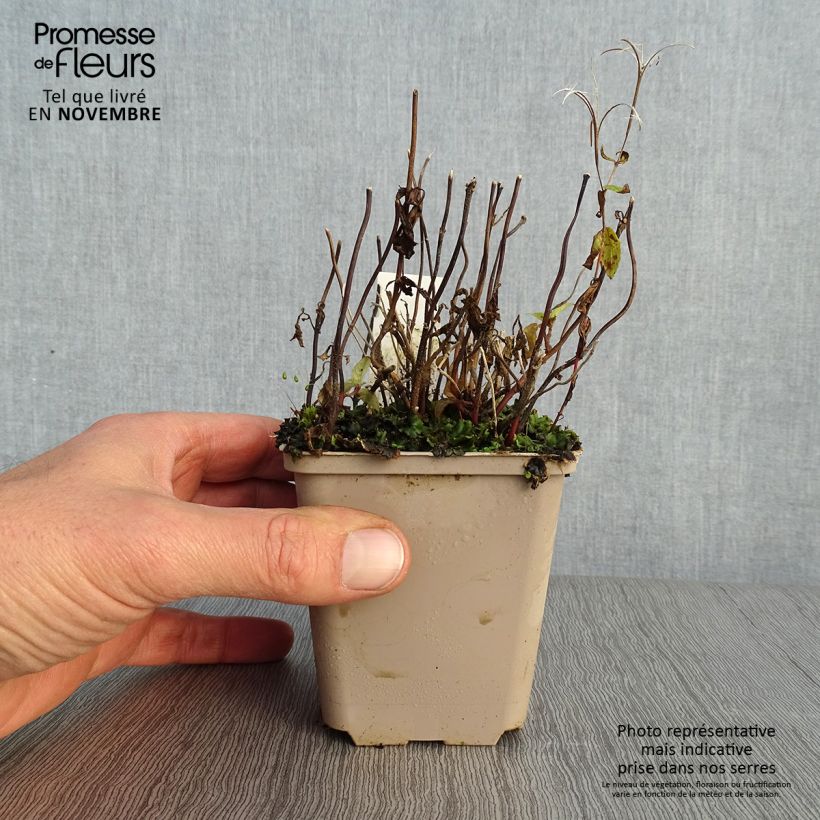 Esemplare di Chelonopsis moschata Vasetto da 8/9 cm come consegnato in autunno