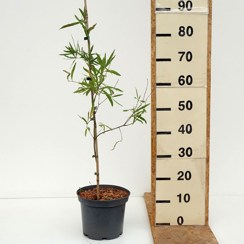 Esemplare di Quercus phellos - Quercia a foglie di Salice Vaso da 4L/5L come consegnato in autunno