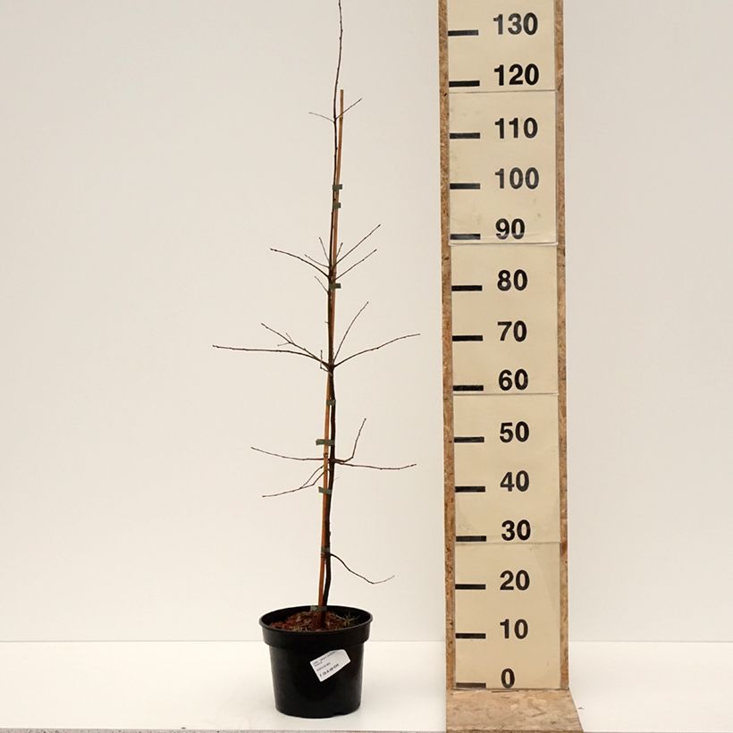 Quercus phellos - Quercia a foglie di Salice Vaso da 4L/5L esemplare consegnato in inverno