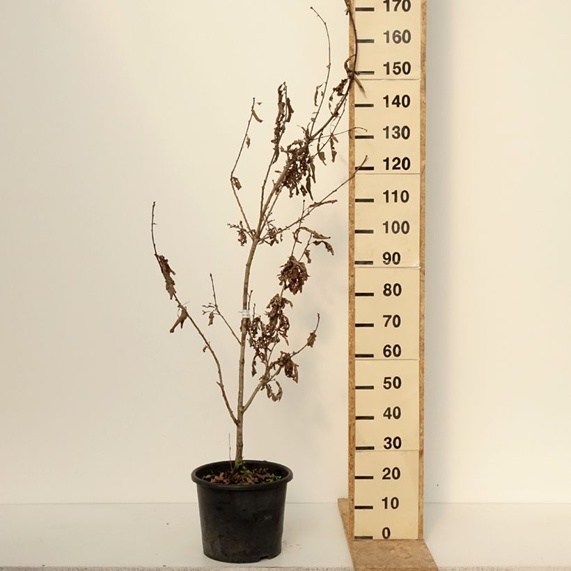 Quercus bimundorum Crimson spire - Quercia colonnare Vaso da 7,5L/10L esemplare consegnato in inverno