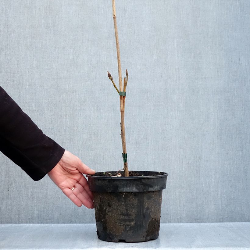 Esemplare di Quercus pontica - Quercia dell'Armenia Vaso da 4L/5L come consegnato in autunno