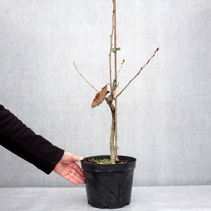 Chêne de Blume - Quercus aliena Vaso da 4L/5L esemplare consegnato in inverno