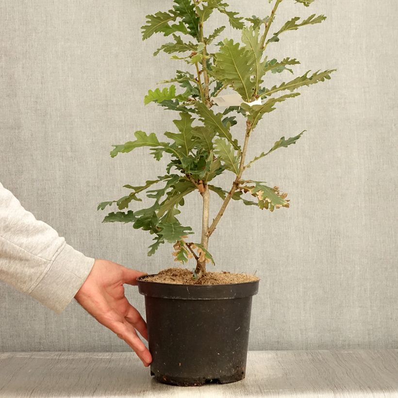 Esemplare di Quercus frainetto Vaso da 4L/5L come consegnato in autunno