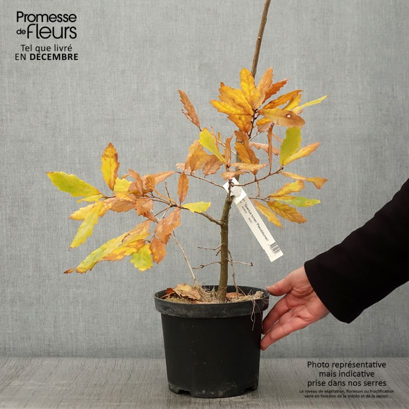 Esemplare di Quercus turneri var.pseudoturneri Spencer Turner - Quercia Vaso da 4L/5L come consegnato in autunno