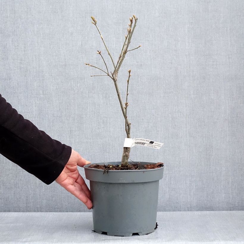 Quercus palustris Isabel - Quercia palustre Vaso da 4L/5L esemplare consegnato in primavera
