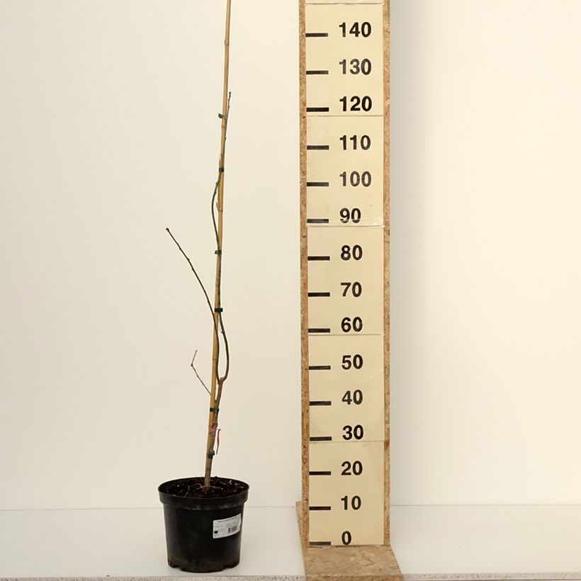 Quercus palustris Betty Jean - Quercia palustre Vaso da 4L/5L esemplare consegnato in inverno