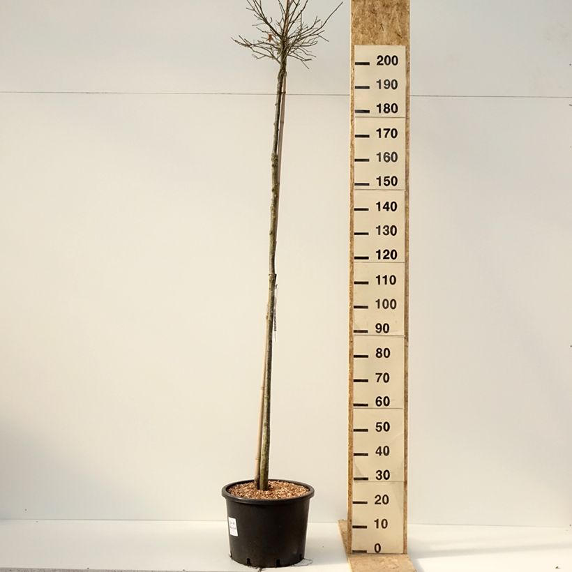 Quercus palustris Green Dwarf - Quercia palustre Vaso da 18L/20L esemplare consegnato in inverno