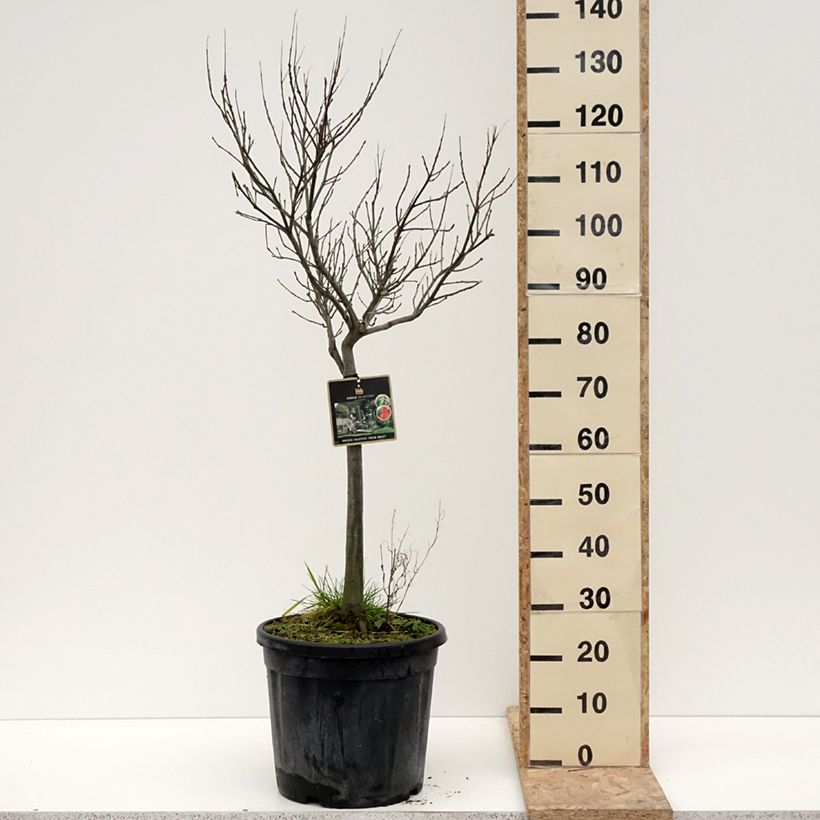 Quercus palustris Green Dwarf - Quercia palustre Vaso da 18L/20L esemplare consegnato in inverno