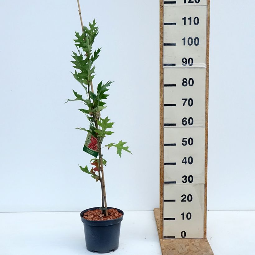 Esemplare di Quercus palustris Green Pillar 'Pringreen - Quercia palustre Vaso da 4L/5L come consegnato in autunno