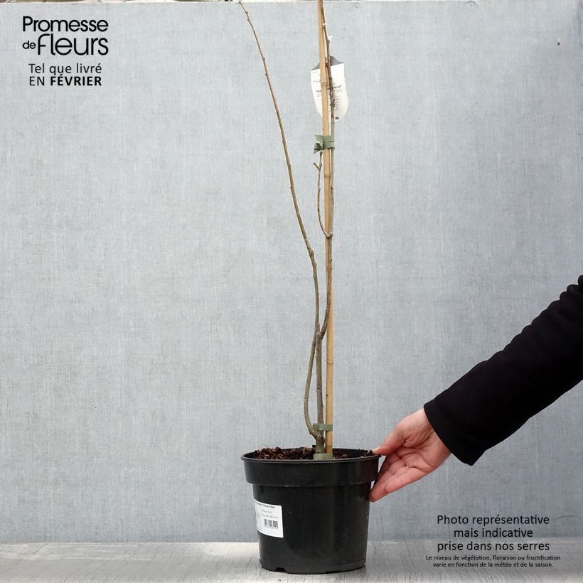 Quercus palustris Green Pillar 'Pringreen - Quercia palustre Vaso da 4L/5L esemplare consegnato in inverno