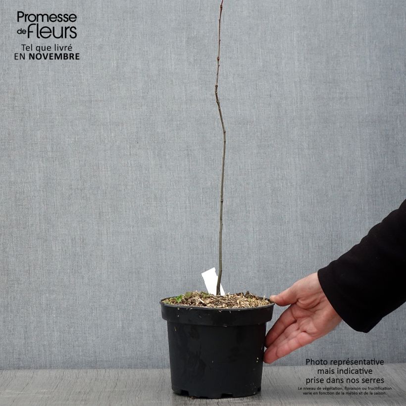 Esemplare di Quercia palustre - Quercus palustris Vaso da 3L/4L come consegnato in autunno