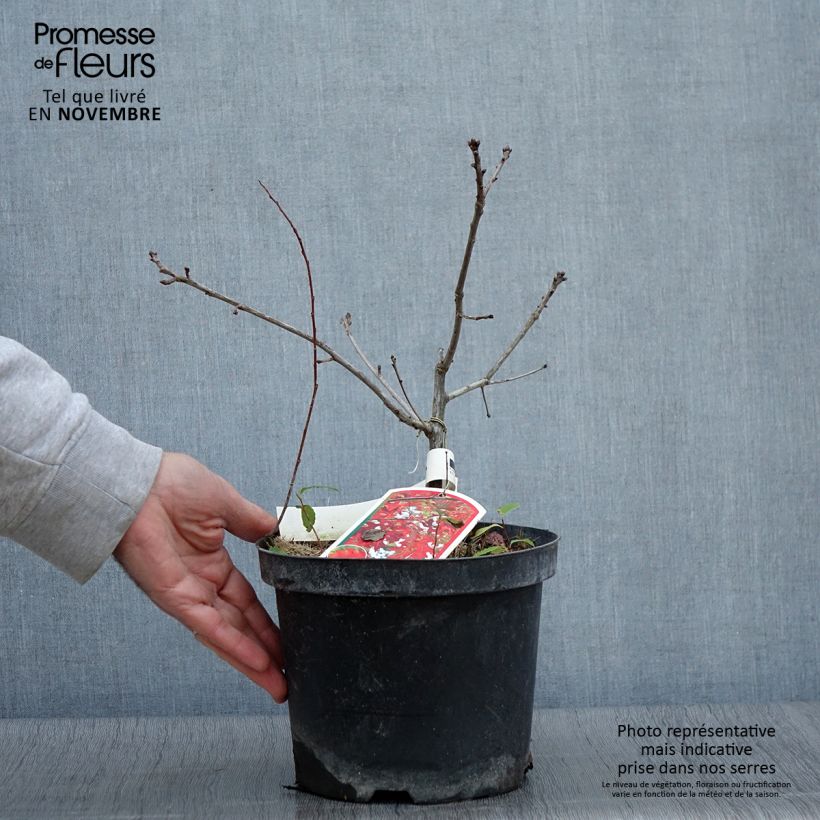 Esemplare di Quercus coccinea Splendens - Quercia scarlatta Vaso da 4L/5L come consegnato in autunno