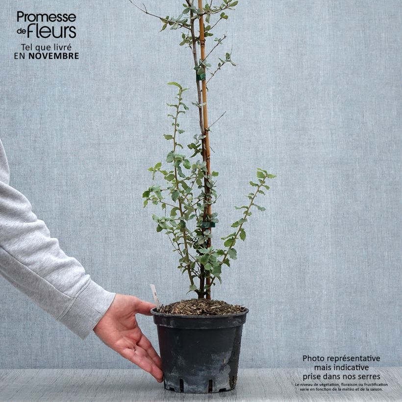 Esemplare di Quercus suber - Quercia da sughero Vaso da 3L/4L come consegnato in autunno