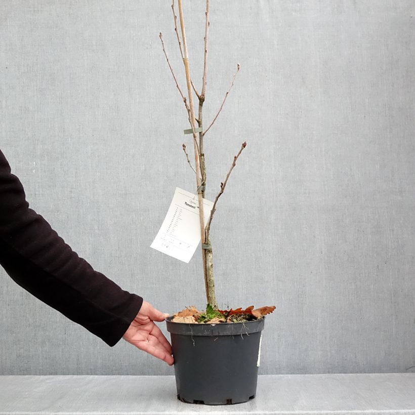 Esemplare di Quercus Monument Vaso da 4L/5L come consegnato in autunno