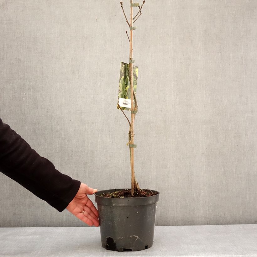 Chêne Monument - Quercus Vaso da 4L/5L esemplare consegnato in inverno