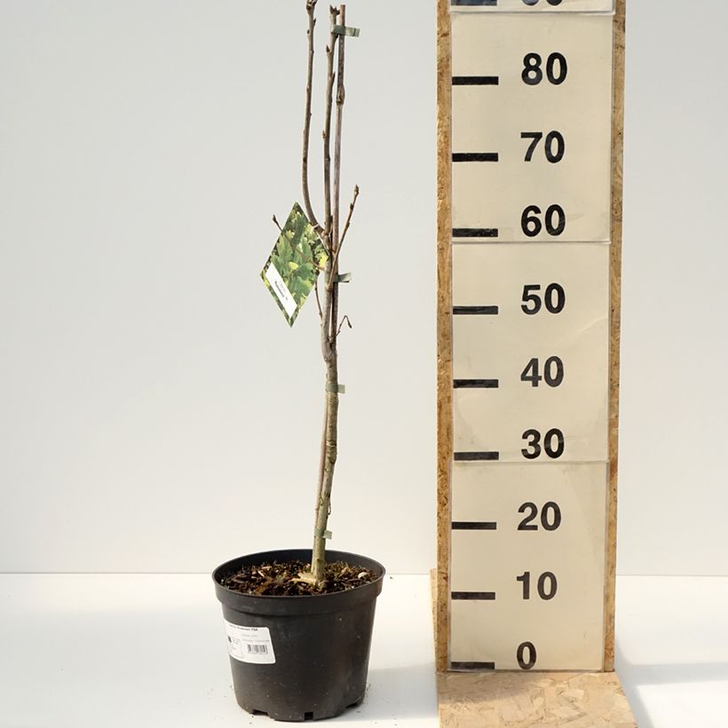 Quercus Monument Vaso da 4L/5L esemplare consegnato in primavera