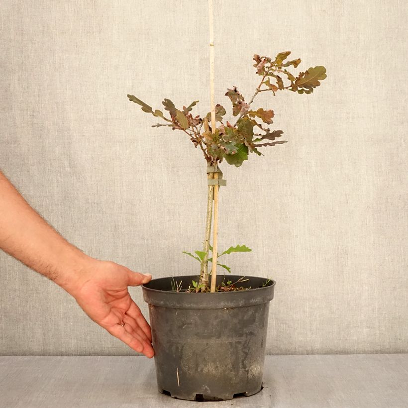 Esemplare di Chêne pédonculé pourpre - Quercus robur Atropurpurea Vaso da 4L/5L consegnato in estate