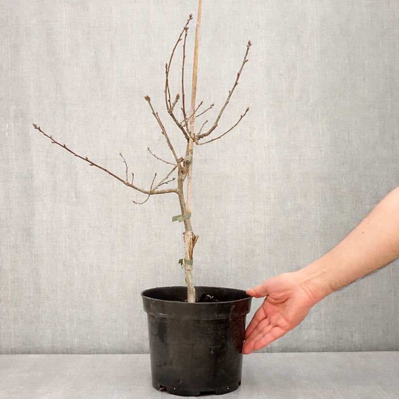 Quercus robur Atropurpurea - Farnia, Vaso da 4L/5L esemplare consegnato in primavera