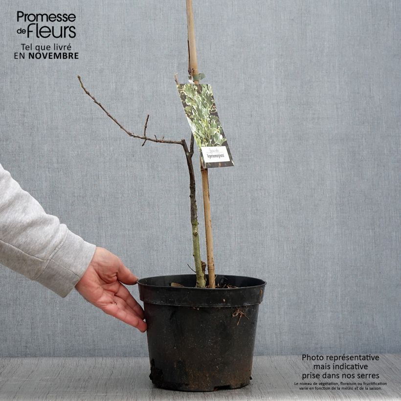 Esemplare di Quercus robur Argenteomarginata - Farnia Vaso da 4L/5L come consegnato in autunno
