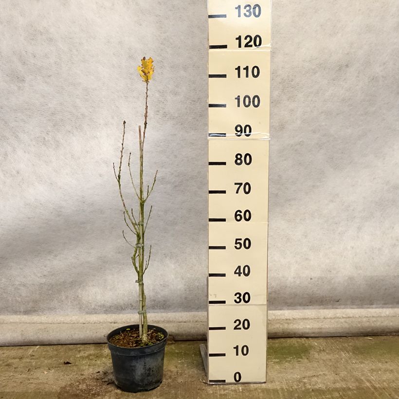 Esemplare di Quercus robur Fastigiata - Farnia Vaso da 4L/5L come consegnato in autunno