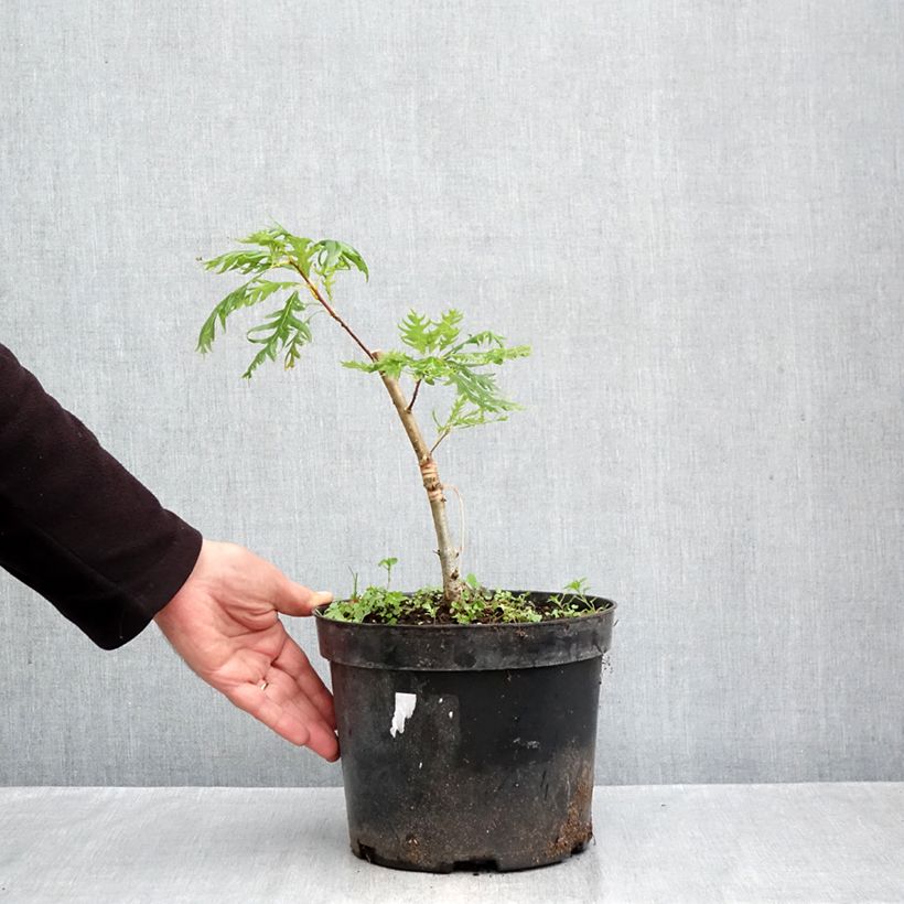Esemplare di Quercus robur Miky - Farnia Vaso da 4L/5L come consegnato in autunno