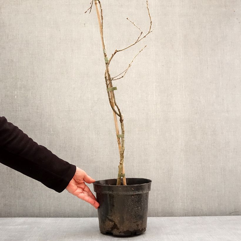 Quercus robur Miky - Farnia Vaso da 4L/5L esemplare consegnato in inverno