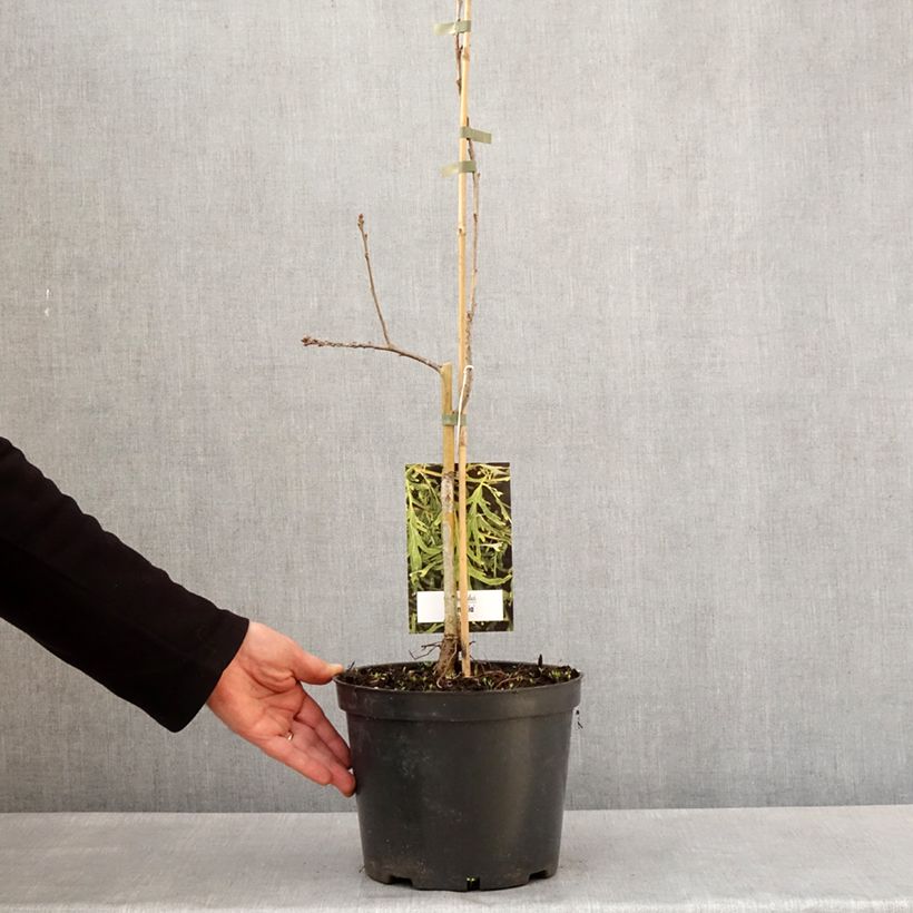 Quercus robur Posnania - Farnia Vaso da 4L/5L esemplare consegnato in primavera