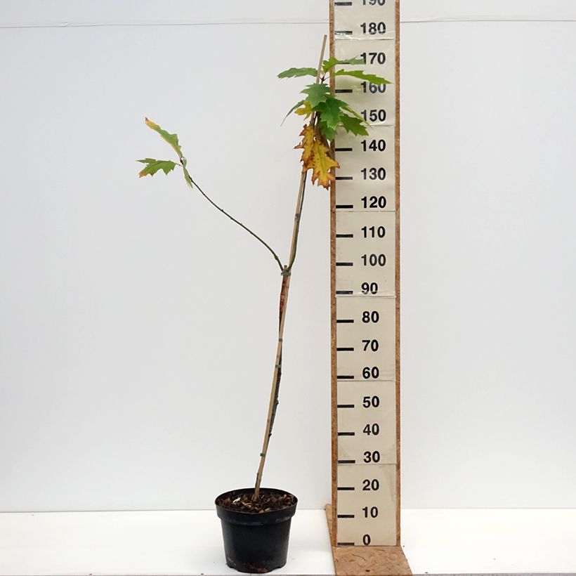 Esemplare di Quercus rubra Boltes Gold - Quercia rossa Vaso da 7,5L/10L come consegnato in autunno