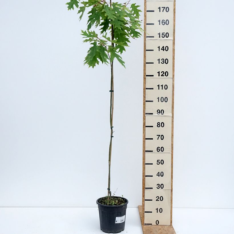 Esemplare di Quercus rubra Boltes Gold - Quercia rossa Vaso da 7,5L/10L consegnato in estate