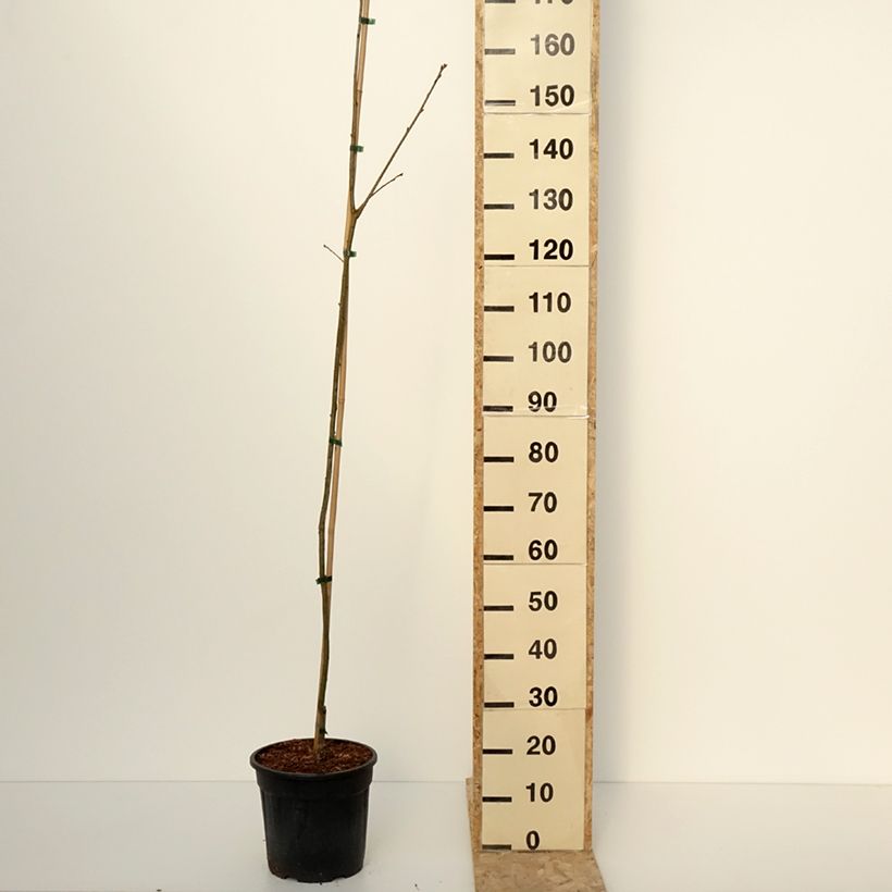 Quercus rubra Boltes Gold - Quercia rossa Vaso da 7,5L/10L esemplare consegnato in inverno