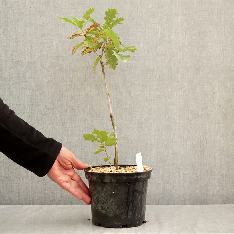 Esemplare di Quercus petraea - Quercia rovere Vaso da 2L/3L come consegnato in autunno