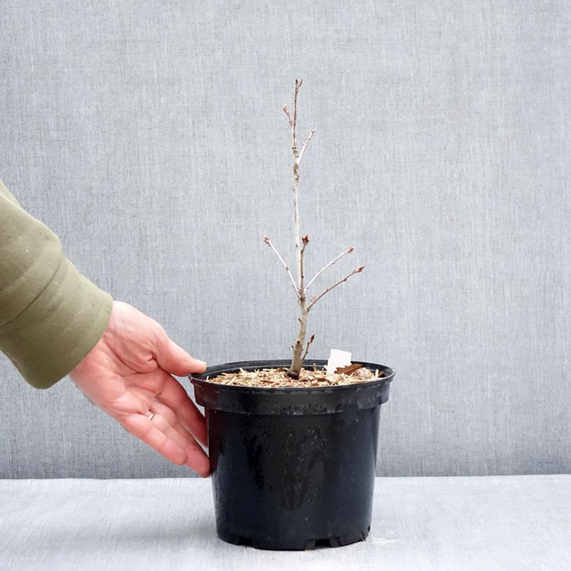 Quercus petraea - Quercia rovere Vaso da 2L/3L esemplare consegnato in inverno