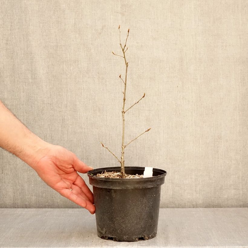 Quercus petraea - Quercia rovere Vaso da 2L/3L esemplare consegnato in primavera