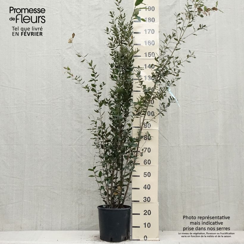 Quercus ilex - Quercia leccio Vaso da 7,5L/10L esemplare consegnato in inverno